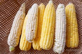 Umbona / Corn
