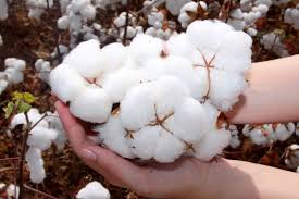 Cotton