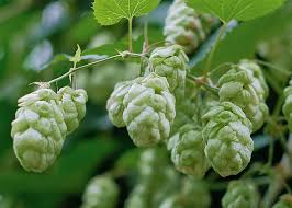 Hops / Humulus lupulus